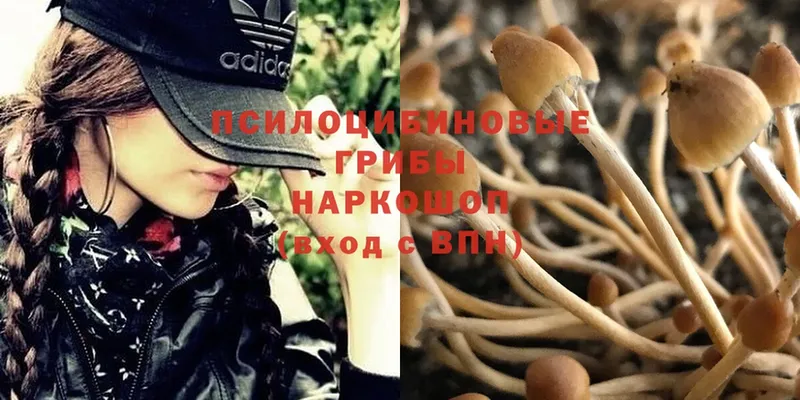 Галлюциногенные грибы Psilocybine cubensis  Красный Сулин 